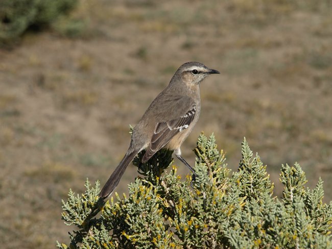 ../../Pictures/231209/068 Nationalpark Monte Leon.JPG